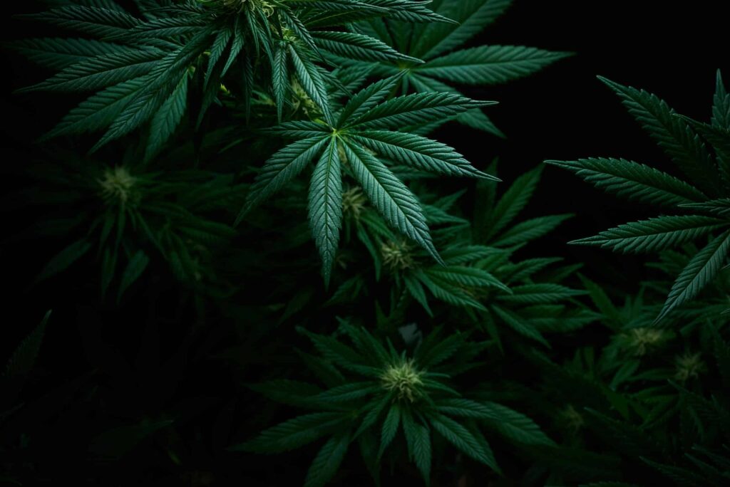 This image has an empty alt attribute; its file name is weed-2-1024x684.jpg