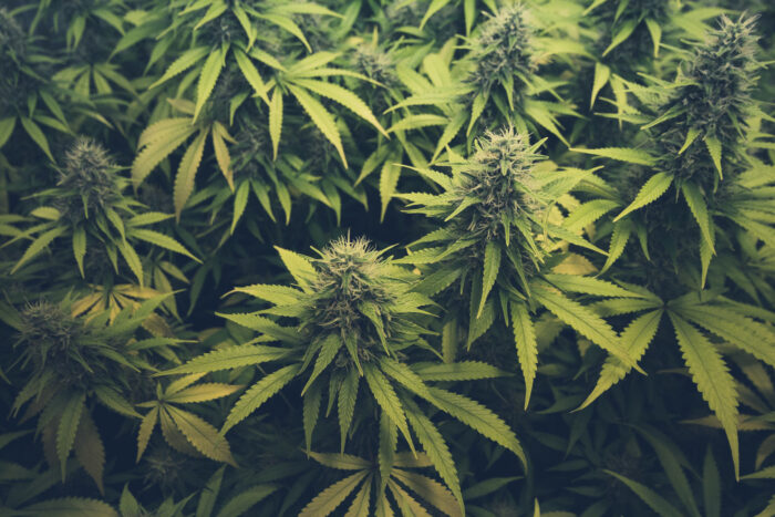 This image has an empty alt attribute; its file name is weed-3-2.jpeg